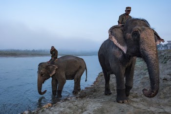 Elephants bathe in river. Sauraha, | Free Photo - rawpixel