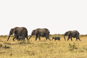 Elephants herd border collage element, | Free PSD - rawpixel
