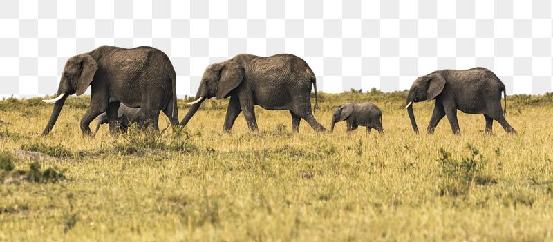 Elephants herd png border sticker, | Free PNG - rawpixel