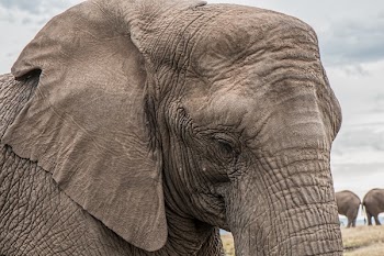 Elephants on Brown Grass Under White Sky