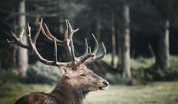Elk's Head