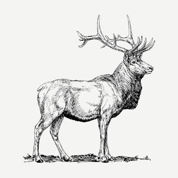 Elk drawing clipart, wild animal | Free PSD - rawpixel