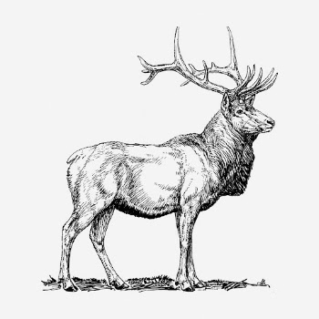 Elk hand drawn illustration. Free | Free Photo - rawpixel