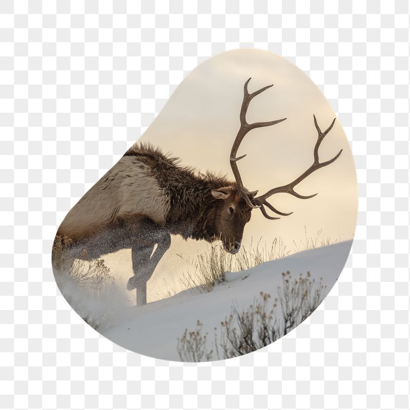 Elk in snow png badge | Free PNG - rawpixel
