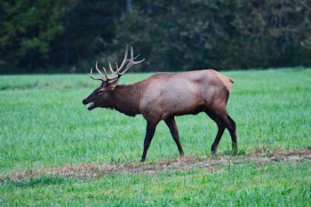 Elk on Green Grass Field