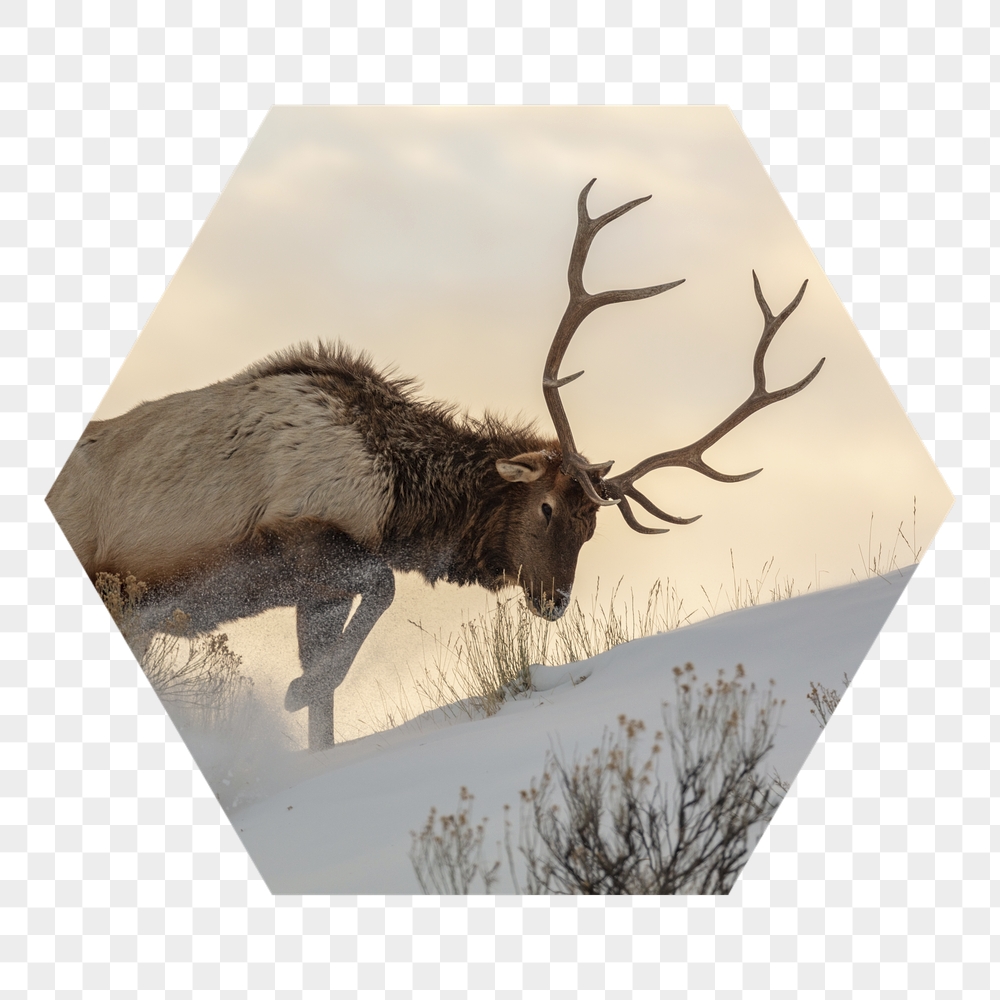 Elk png badge sticker, wildlife | Free PNG - rawpixel