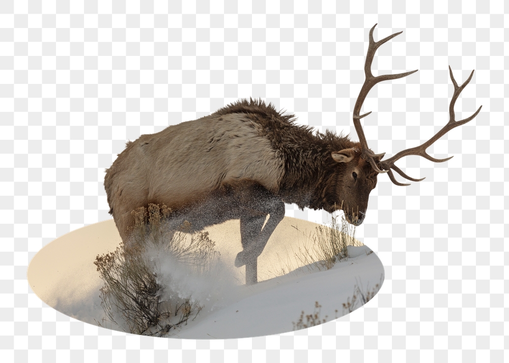 Elk png badge sticker, wildlife | Free PNG - rawpixel