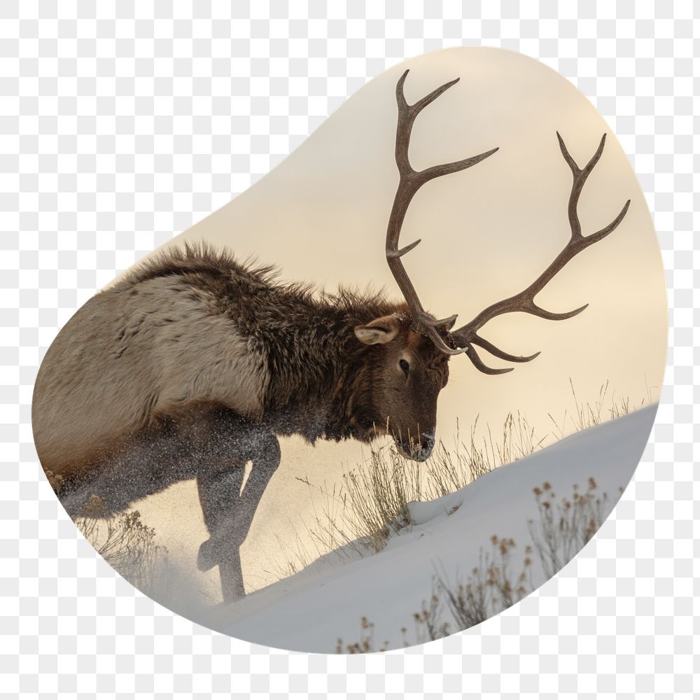 Elk png badge sticker, wildlife | Free PNG - rawpixel