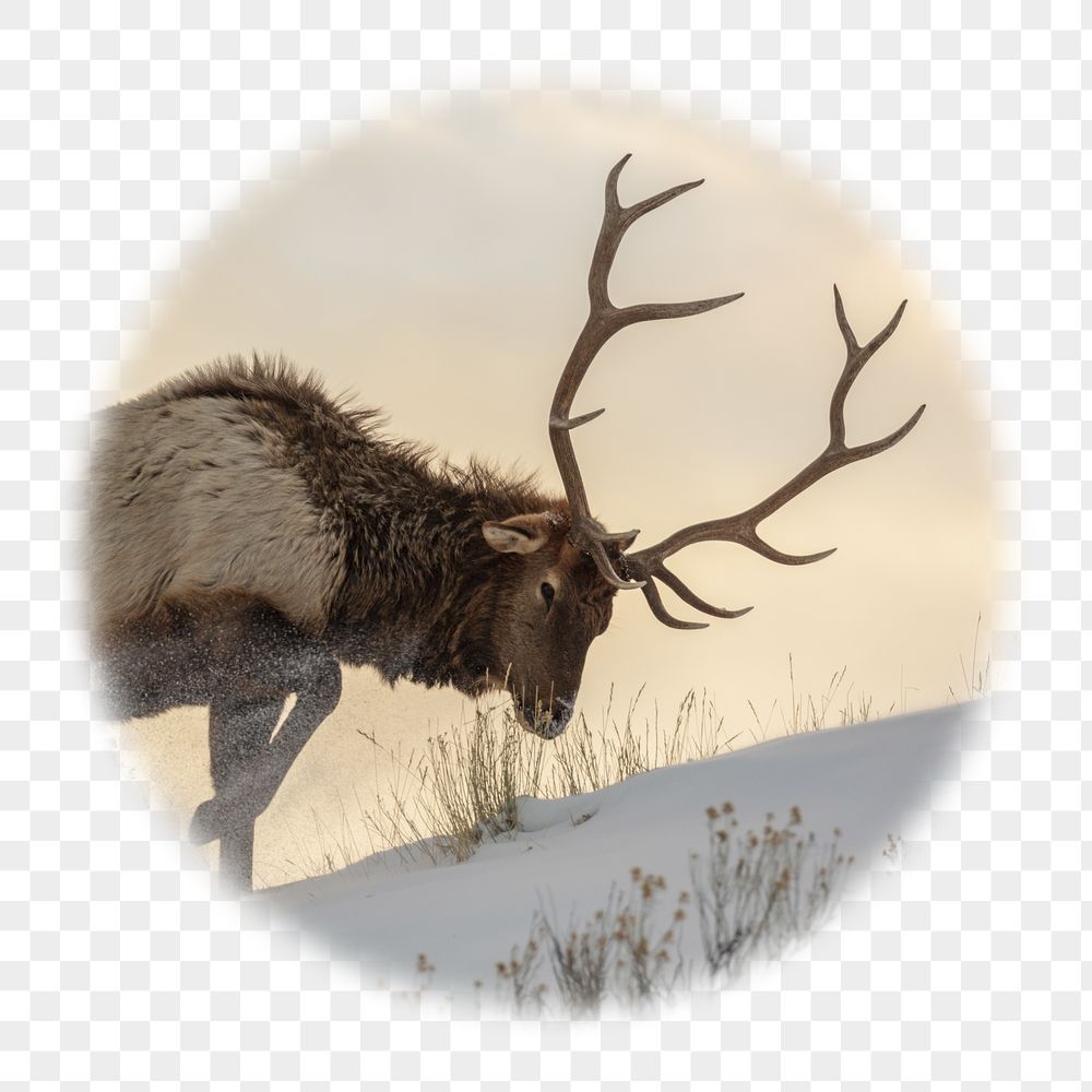 Elk png badge sticker, wildlife | Free PNG - rawpixel