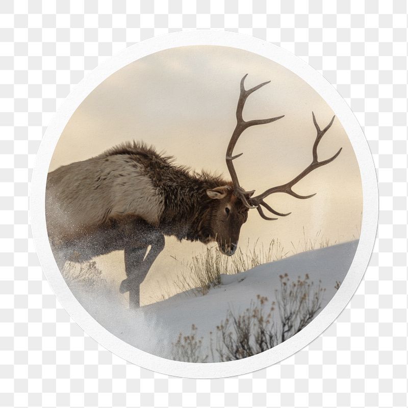 Elk png sticker, wildlife in circle | Free PNG - rawpixel