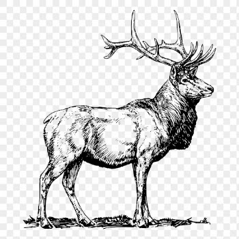 Elk png, wild animal drawing | Free PNG - rawpixel