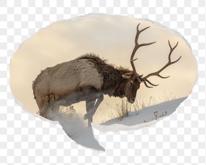 Elk png wildlife sticker, ripped | Free PNG - rawpixel