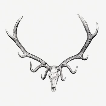 Elk skull drawing, wildlife print, | Free Photo Illustration - rawpixel