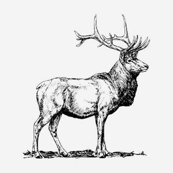 Elk, wild animal hand drawn | Free Photo - rawpixel