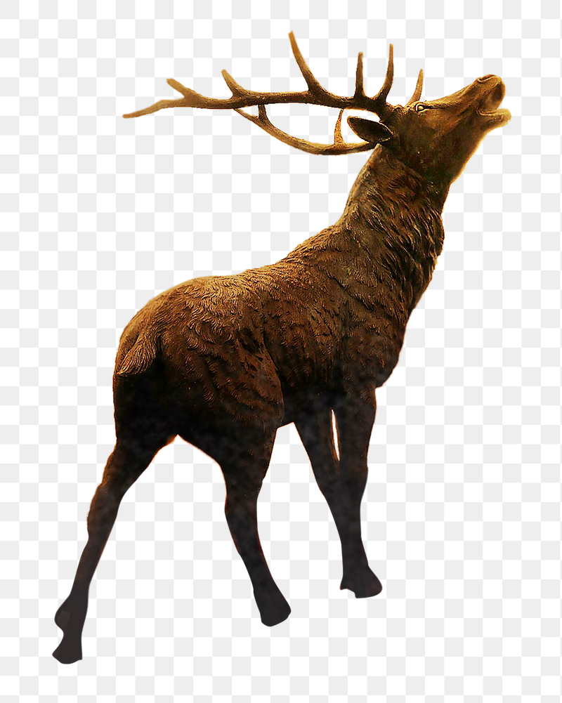 Elk with antlers png sticker, | Free PNG - rawpixel