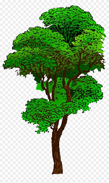 Elm Tree Svg - Rainforest Tree Clipart