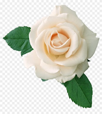 Elower Clipart Real - White Roses Transparent Background