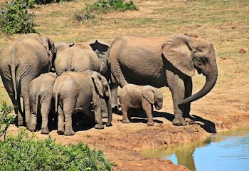 Elphants Standing on Brown Soil