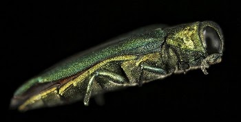 Emerald Ash Borer, jewel beetle. | Free Photo - rawpixel