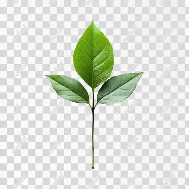 Emerald Leaf Sapling: A Fresh Beginning Emerald Leaf Sapling: A Fresh Beginning