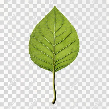 Emerald Leaf Sapling: A Touch of Nature's Freshness Emerald Leaf Sapling: A Touch of Nature's Freshness