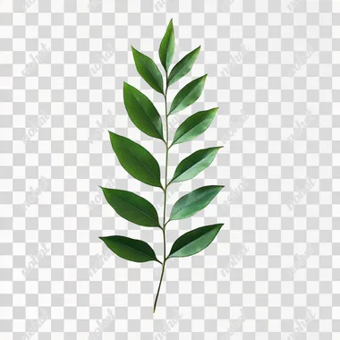 Emerald Leaf Sapling: A Touch of Nature's Simplicity Emerald Leaf Sapling: A Touch of Nature's Simplicity