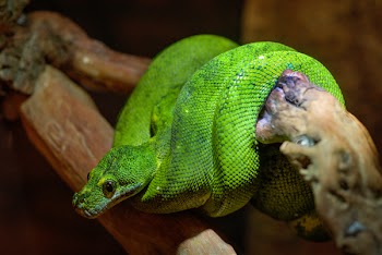 Emerald Tree Boa Coiled Up on Bough