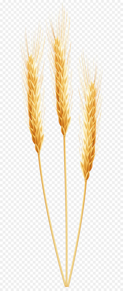 Emmer Cereal germ - Wheat PNG Clip Art Image 