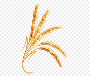 Emmer Clip art Portable Network Graphics Cereal Transparency - barley 