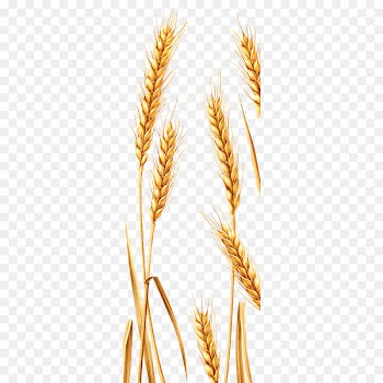 Emmer Durum Spelt Rye - Wheat 