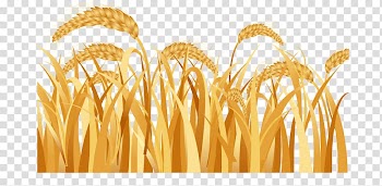 Emmer Ear Harvest Rice, wheat transparent background PNG clipart