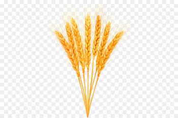 Emmer, Grain, Cereal, Wheat, Yellow PNG