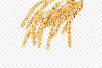 Emmer Spelt Common wheat Cereal Whole grain - mature wheat at CaoYing village 