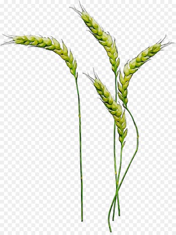 Emmer, Sweet Grass, Plant Stem, Flowering Plant, Plant PNG