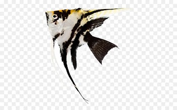Emperor angelfish Stock photography Aquarium -  
