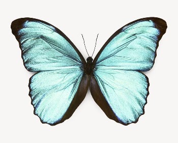 Emperor butterfly collage element psd | Free PSD - rawpixel