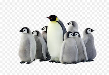 Emperor Penguin Antarctica Bird - HD group of penguins 