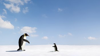 Emperor penguin reaches out to Adelie penguin