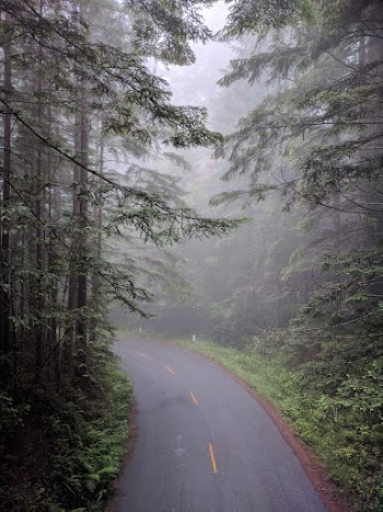 Empty Asphalt Road Between Trees