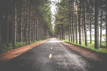 empty asphalt road in between row of trees