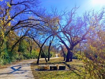 Empty Bench Near Tall Trees