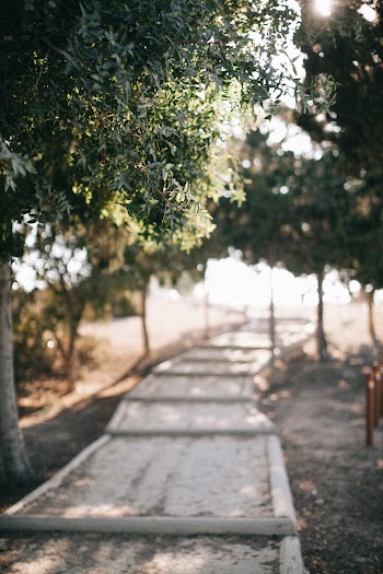 Empty Concrete Pathway With Trees