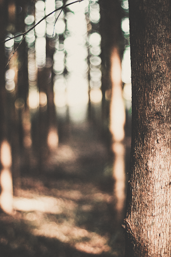Empty Forest Trees