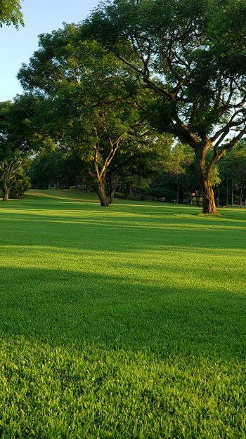 Empty Green Lawn in Warm Afternoon Light