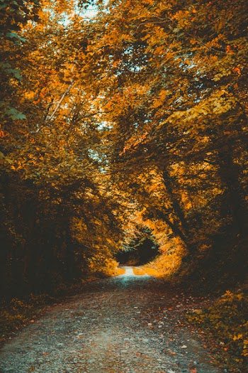 Empty Pathway Between Brown Leafed Trees