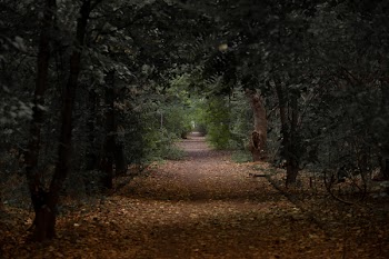 Empty Pathway in Between Trees
