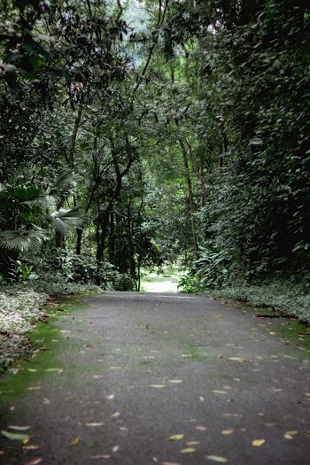 Empty Pathway Through Forest