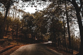 Empty Road Beside Trees