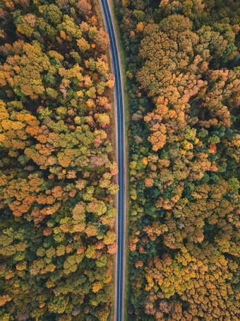 empty road between lush trees