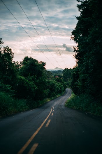 Empty Road Between Trees